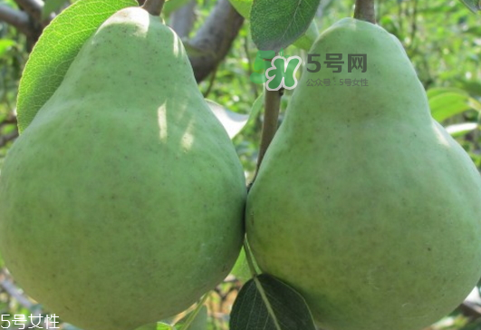 巴梨怎么吃？巴梨是熱性還是涼性的？