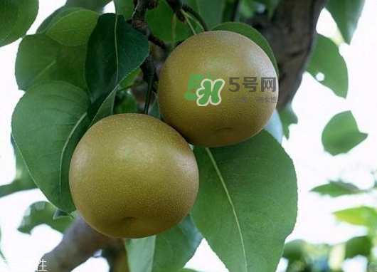 沙梨孕婦可以吃嗎？沙梨的功效與作用