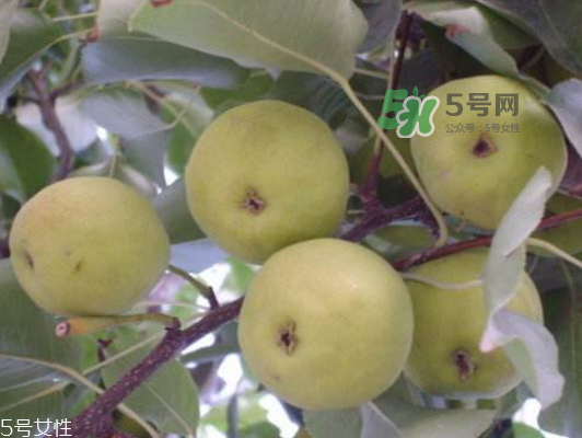 沙梨怎么做才好吃？沙梨的熱量