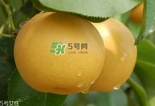 圓黃梨好吃嗎？圓黃梨的功效與作用