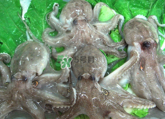 章魚會咬人嗎？章魚會吃人嗎