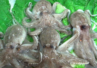章魚會咬人嗎？章魚會吃人嗎