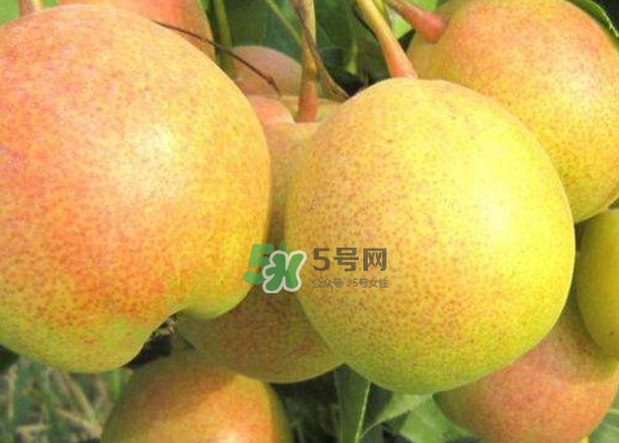 蘋果梨是轉(zhuǎn)基因還是變基因？蘋果梨的功效與作用