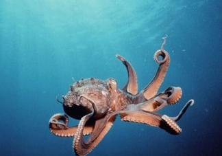 章魚是墨魚嗎？章魚有哪些特性