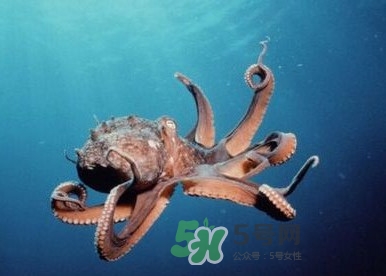 章魚是墨魚嗎？章魚有哪些特性