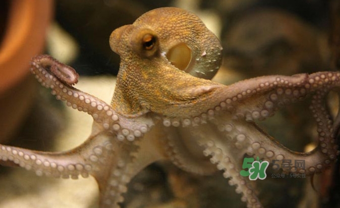 章魚會咬人嗎？章魚會吃人嗎