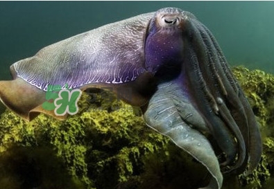 章魚是墨魚嗎？章魚有哪些特性