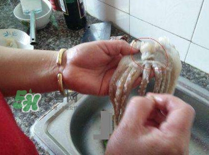 魷魚頭怎么切？魷魚怎么切花刀