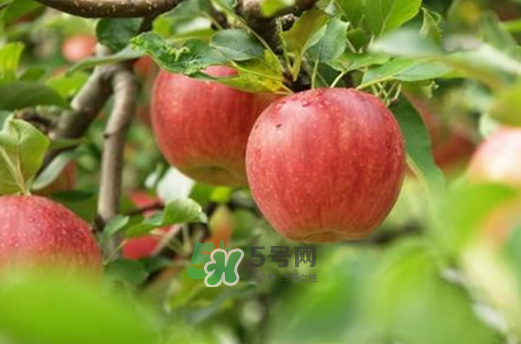 蘋(píng)果治便秘嗎？蘋(píng)果能治什么病