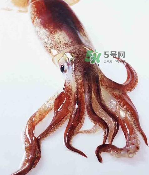 魷魚是墨魚嗎？魷魚和墨魚的區(qū)別