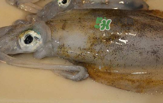 新鮮魷魚(yú)怎么保存？魷魚(yú)可以冷凍嗎