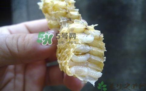 蜂蛹和枸杞能一起泡酒嗎？蜂蛹和枸杞泡酒的功效