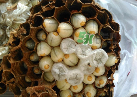 吃蜂蛹過(guò)敏了怎么辦？蜂蛹過(guò)敏的癥狀
