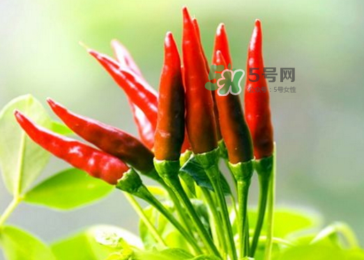 菜市場(chǎng)什么辣椒最辣？辣椒最辣的部分