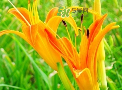 新鮮黃花菜怎么處理？干黃花菜怎么處理