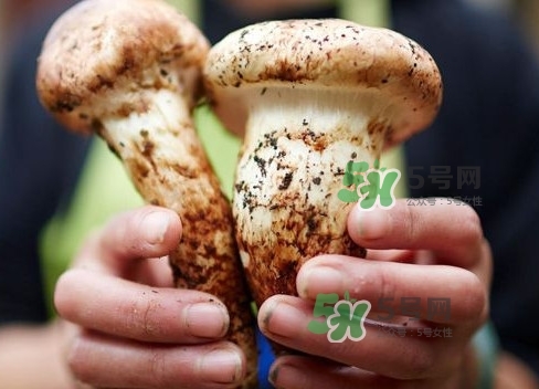 新鮮松茸用水焯嗎？新鮮松茸洗時(shí)用水浸泡嗎