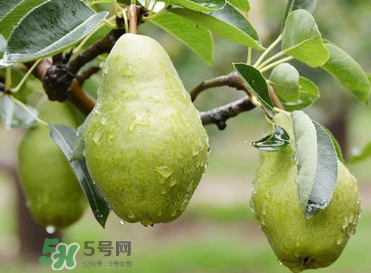 香蕉梨怎么熟的快？香蕉梨怎么變軟？