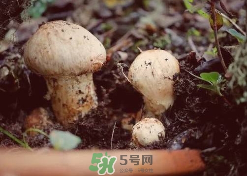 產(chǎn)婦能吃松茸嗎？哺乳期可以吃松茸嗎