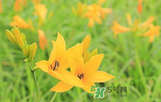 黃花菜是酸性還是堿性？黃花菜是熱性還是涼性