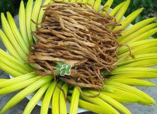 黃花菜是忘憂草嗎？黃花菜是不是金針菜