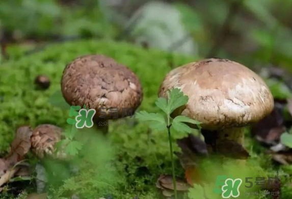 新鮮松茸用水焯嗎？新鮮松茸洗時(shí)用水浸泡嗎