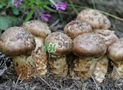 產(chǎn)婦能吃松茸嗎？哺乳期可以吃松茸嗎