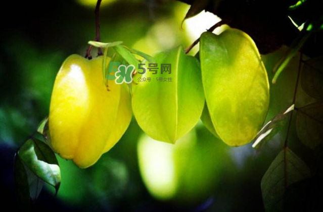 楊桃是什么季節(jié)的水果？楊桃怎么吃營養(yǎng)價(jià)值最高？