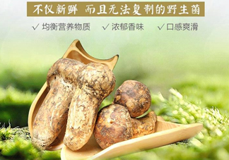 新鮮松茸怎么挑選？干松茸如何挑選