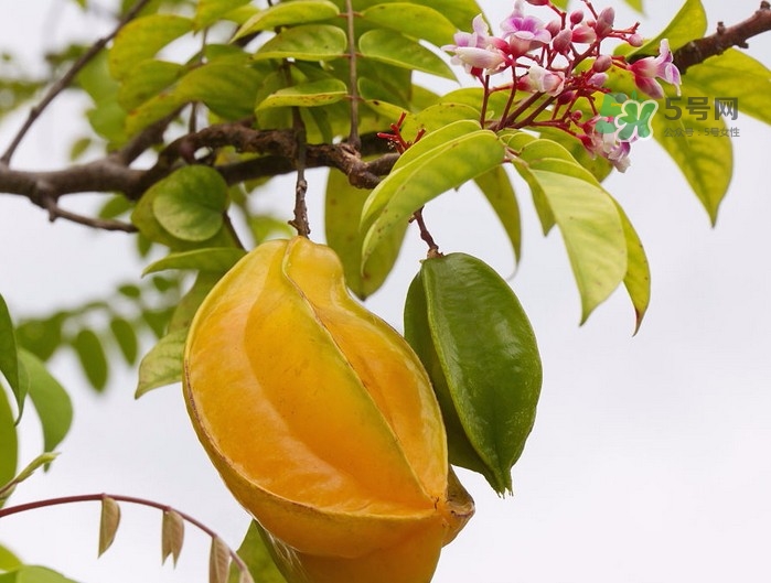 月經(jīng)期可以吃楊桃嗎？月經(jīng)期可以吃什么水果？