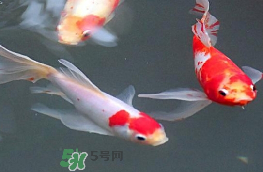 éŒ¦é¯‰å¤šå°‘éŒ¢ä¸€æ¢ï¼ŸéŒ¦é¯‰æ€Žä¹ˆé¤Š(yÇŽng)ä¸å®¹æ˜“æ­»