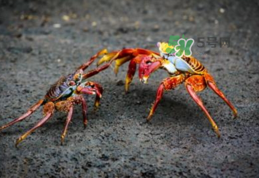 紅印蟹怎么回事？紅印蟹有什么不同？