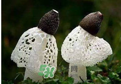竹蓀怎么泡發(fā)？竹蓀怎么吃