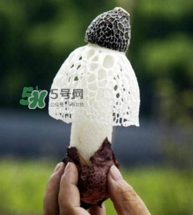 新鮮竹蓀怎么保存？干竹蓀怎么保存