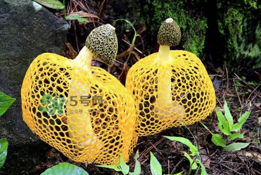 新鮮竹蓀怎么清洗？新鮮竹蓀怎么處理