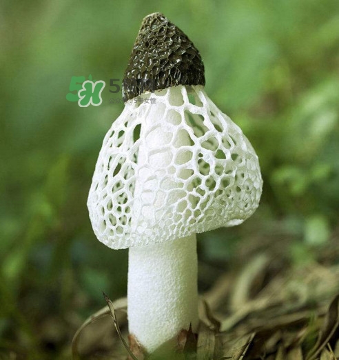 竹蓀黑色菌蓋能吃嗎？竹蓀食用禁忌是什么