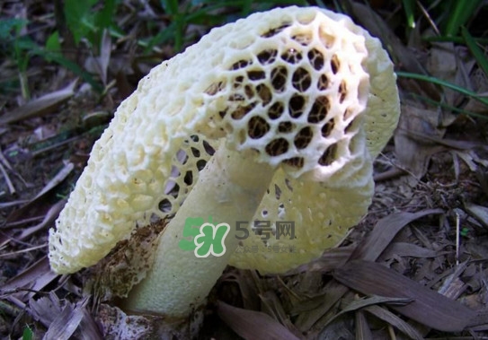 怎么去除竹蓀的怪味？如何去除竹蓀的異味