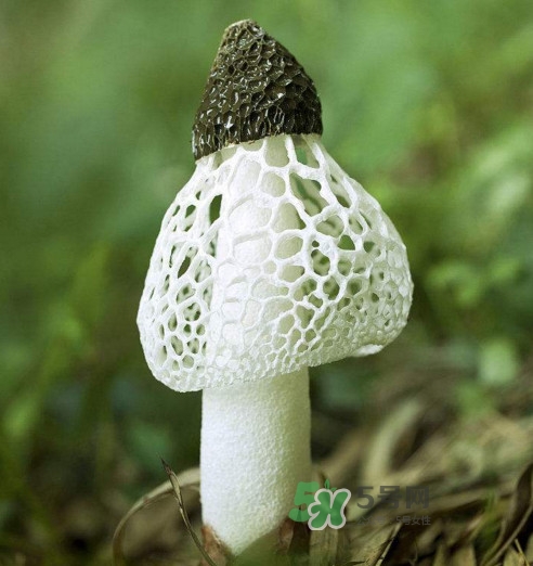 竹蓀什么樣的好？買竹蓀怎么挑選