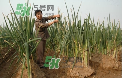 大蔥什么時候種植？大蔥什么時候上市