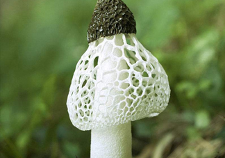 竹蓀什么季節(jié)最多？竹蓀不能和什么一起吃