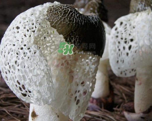 竹蓀有肥皂味正常嗎？竹蓀有酒味了還能吃嗎
