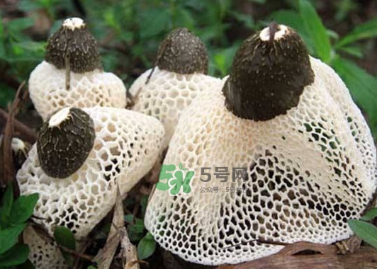 竹蓀是發(fā)物嗎？竹蓀是涼性的嗎