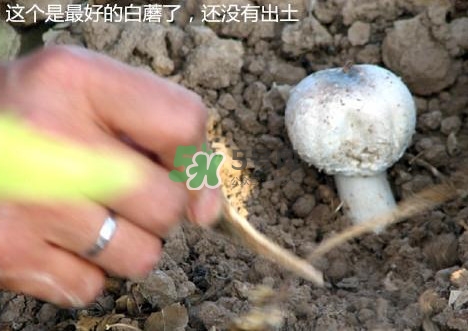 白蘑菇是什么種類(lèi)？白蘑菇怎么洗才洗得干凈