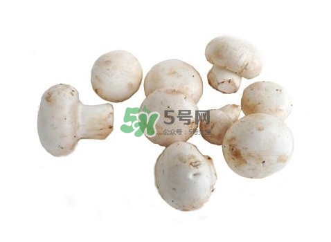 口蘑是什么蘑菇？口蘑長什么樣子？