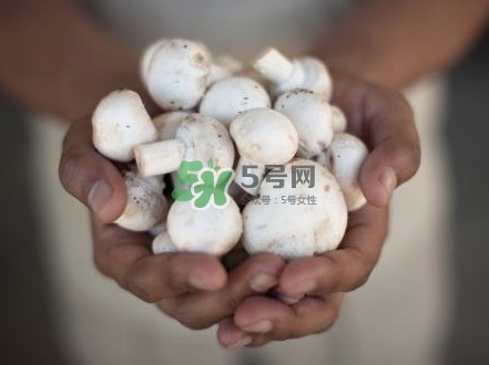 口蘑是發(fā)物嗎？口蘑是白蘑菇嗎