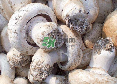 口蘑是什么蘑菇？口蘑長什么樣子？