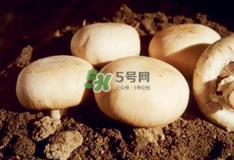口蘑是發(fā)物嗎？口蘑是白蘑菇嗎