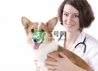 孕婦能養(yǎng)狗嗎？孕婦養(yǎng)狗注意事項