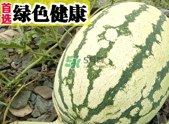 石頭瓜什么時(shí)候上市？石頭瓜多少錢一斤？