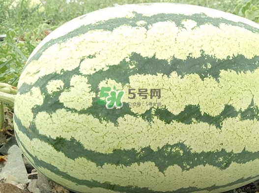 石頭瓜什么時(shí)候上市？石頭瓜多少錢一斤？