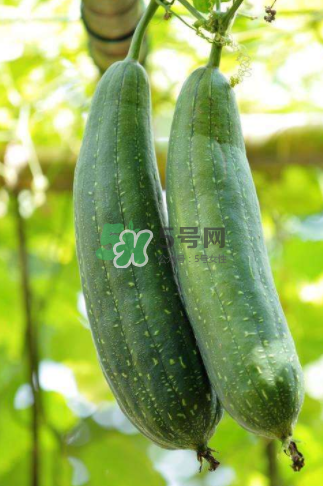 秋天吃絲瓜掉頭發(fā)嗎？秋天吃絲瓜愛掉頭發(fā)是真的嗎？